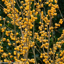 Load image into Gallery viewer, Ilex 'Berry Heavy Gold'