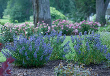 Load image into Gallery viewer, Caryopteris 'Blue Empire'