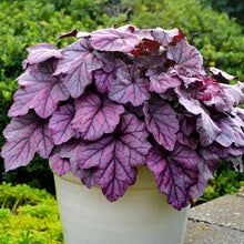 Load image into Gallery viewer, Heuchera 'Pink Panther'