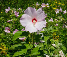 Load image into Gallery viewer, Hibiscus moscheutos (Hardy Hibiscus)
