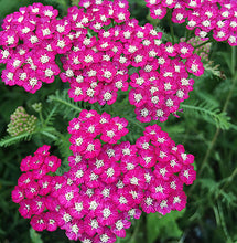 Load image into Gallery viewer, Achillea 'New Vintage Violet'