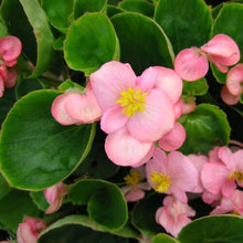 Load image into Gallery viewer, Begonia 'BIG Green Leaf'