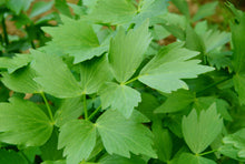 Load image into Gallery viewer, Lovage
