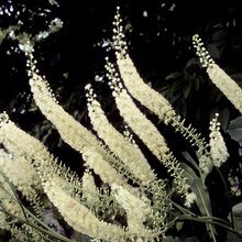 Load image into Gallery viewer, Actaea racemosa