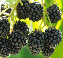 Load image into Gallery viewer, Blackberry 'Prime-Ark® Freedom'