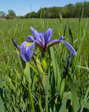 Load image into Gallery viewer, Iris virginica