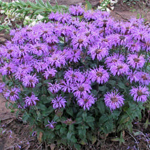 Load image into Gallery viewer, Monarda 'Blue Moon'