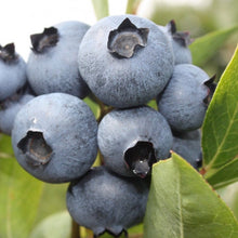 Load image into Gallery viewer, Blueberry 'Bonus'