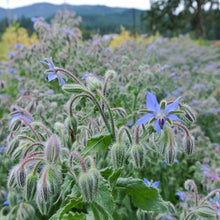 Load image into Gallery viewer, Borage