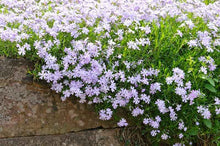Load image into Gallery viewer, Phlox 'Emerald Blue'