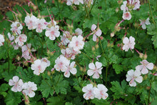 Load image into Gallery viewer, Geranium 'Biokovo'