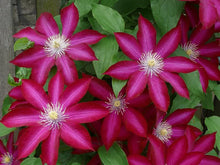 Load image into Gallery viewer, Clematis 'Bourbon'