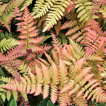 Load image into Gallery viewer, Fern 'Autumn Brilliance'