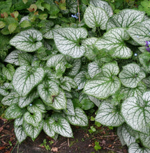 Load image into Gallery viewer, Brunnera 'Jack Frost'
