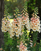 Load image into Gallery viewer, Foxglove 'Dalmatian Peach'