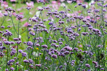 Load image into Gallery viewer, Verbena bonariensis