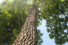Load image into Gallery viewer, American Persimmon