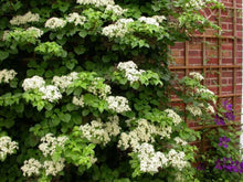 Load image into Gallery viewer, Hydrangea petiolaris