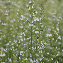 Load image into Gallery viewer, Calamintha nepeta