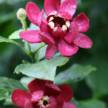 Load image into Gallery viewer, Calycanthus 'Aphrodite'