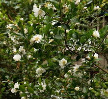 Load image into Gallery viewer, Camellia 'Winter's Snowman'