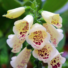 Load image into Gallery viewer, Foxglove 'Camelot™ Cream'