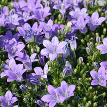 Load image into Gallery viewer, Campanula 'Birch Hybrid'