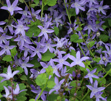 Load image into Gallery viewer, Campanula 'Blue Waterfall'