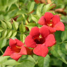 Load image into Gallery viewer, Campsis 'Flamenco' (Trumpet Vine)