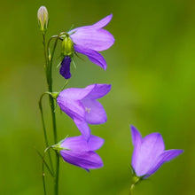Load image into Gallery viewer, Campanula rotundifolia