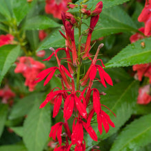 Load image into Gallery viewer, Lobelia cardinalis