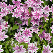 Load image into Gallery viewer, Clematis 'Carnaby'