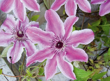 Load image into Gallery viewer, Clematis 'Carnaby'