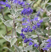 Load image into Gallery viewer, Caryopteris 'Dark Knight'
