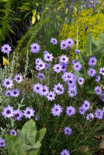 Load image into Gallery viewer, Catananche caerulea