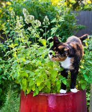 Load image into Gallery viewer, Catnip