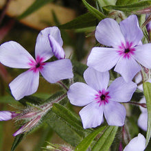 Load image into Gallery viewer, Phlox 'Chattahoochee'