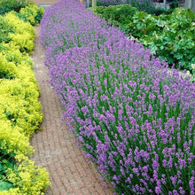 Load image into Gallery viewer, Lavender 'SuperBlue'