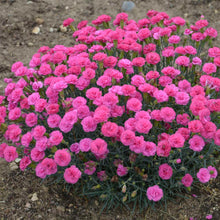 Load image into Gallery viewer, Dianthus 'Double Bubble'