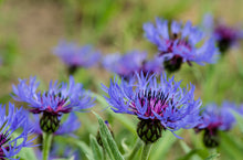 Load image into Gallery viewer, Centaurea montana