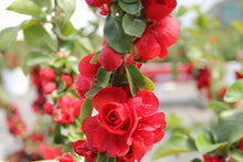 Load image into Gallery viewer, Quince Double Take® Scarlet