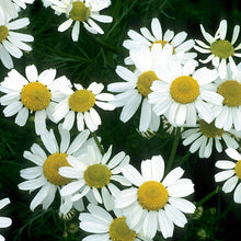 Load image into Gallery viewer, Chamomile