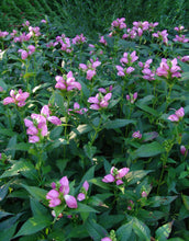 Load image into Gallery viewer, Chelone 'Hot Lips'