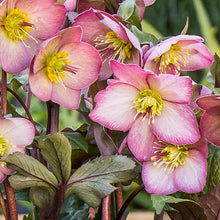 Load image into Gallery viewer, Helleborus 'Cheryl's Shine'