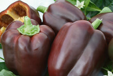 Load image into Gallery viewer, Pepper 'Chocolate Beauty'