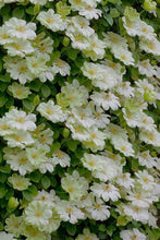 Load image into Gallery viewer, Clematis 'Guernsey Cream'