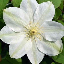 Load image into Gallery viewer, Clematis 'Guernsey Cream'