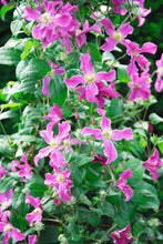Load image into Gallery viewer, Clematis 'Inspiration'