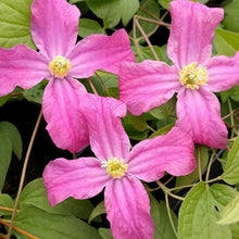 Load image into Gallery viewer, Clematis 'Inspiration'