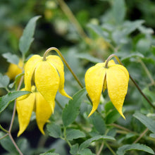 Load image into Gallery viewer, Clematis 'Little Lemons'